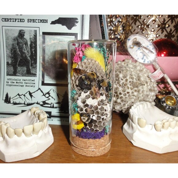 Wasp Nest & Carpenter Bee Oddity Jar curiosity dome hive insect taxidermy goth - Picture 5 of 16